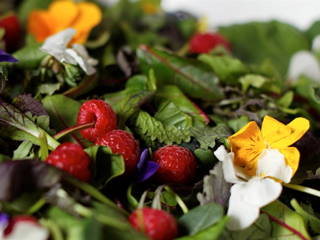 Wildkräutersalat mit Beeren und Himbeeressighonig-Vinaigrette